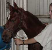 10WeekOldPonysmall.jpg